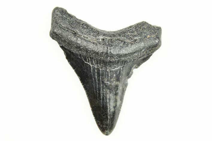 2.01" Juvenile Megalodon Tooth - South Carolina